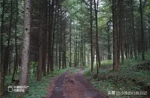 揭秘陕南秦岭无人山沟：神秘木头的桃花源之旅