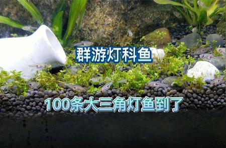 100条大三角灯鱼的快乐生活