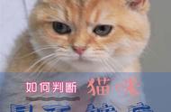 猫咪接回家前你必须关注的要点，否则后悔莫及！