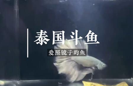 惊现水中“自恋”鱼，镜子前的神秘世界