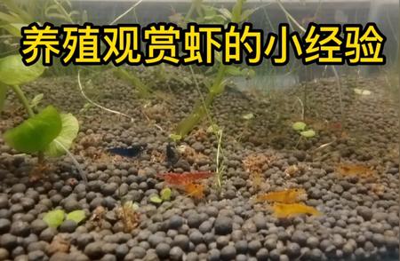 新手养殖观赏虾指南：必须注意的几点