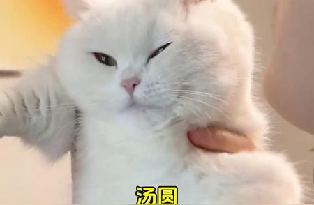 猫咪名字大全：你的喵星人上榜了吗？