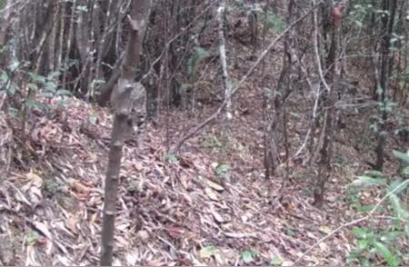 湖南八面山惊现豹猫，浑身铜钱纹，神秘生物引发热议