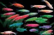 热带鱼观赏精华：水族世界的精彩篇章