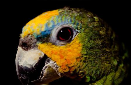 揭秘：10种国产鹦鹉的独特魅力与养护技巧