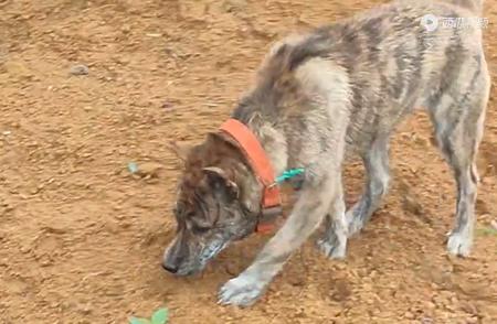 黄金虎斑犬的独特性格揭秘