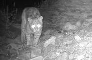 揭秘宁夏贺兰山：首次拍摄到野生豹猫踪迹