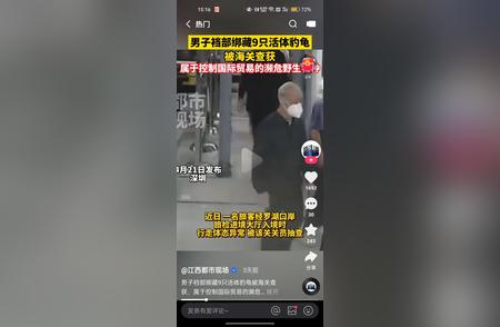 揭秘男子裆部隐藏走私豹龟的离奇方式