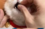 猫咪吃鱼油：智商税还是健康投资？