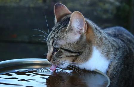 揭秘：为何猫在舔水时比狗更显优雅？