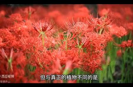 揭秘珊瑚身份之谜：是植物还是动物？