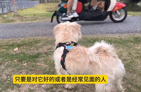 中华田园犬：聪明好养的家庭守护者
