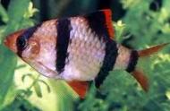 虎皮鱼：一种容易饲养和繁殖的小型热带观赏鱼