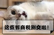 猫咪保健品真相揭秘：智商税还是关爱投资？