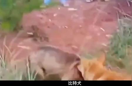 中华田园犬与比特犬的意外对决