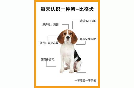 比格犬：揭秘这种迷人小猎犬的魅力