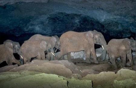 32张震撼生物照片揭示自然界惨烈瞬间