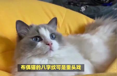 揭秘纯种布偶猫的独特特征，你真的了解吗？