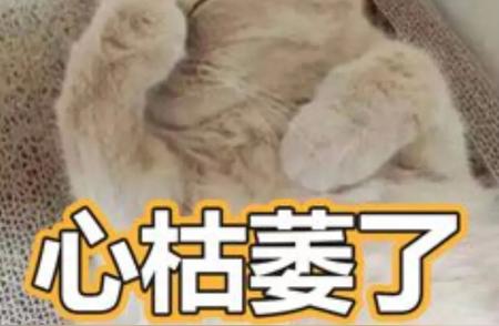 宠物猫遭遇悲剧：流浪狗追咬致死，物业公司是否担责？