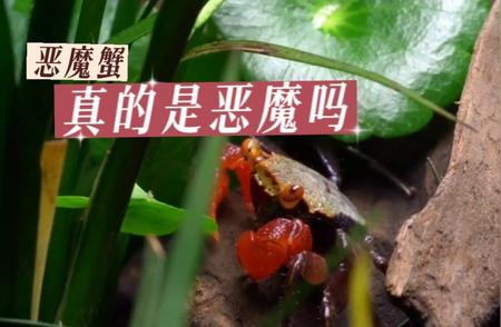 恶魔蟹：神秘生物探秘