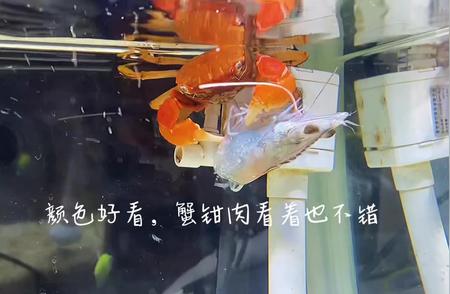 观赏蟹：探索独特的海洋生物世界