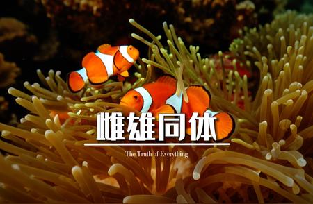 小丑鱼的奥秘：海洋生物中的一颗璀璨明珠