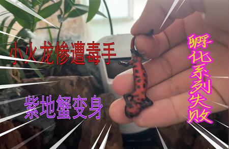 小火龙孵化失败之谜：原因何在？