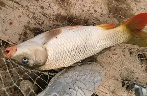 揭秘鲤鱼觅食的秘密地点，轻松钓上大鲤鱼！