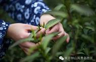 南京雨花茶的炒制过程揭秘！