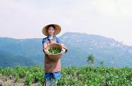 深度探讨：太平猴魁——绿茶中的王者