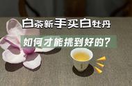 白茶新手购买指南：白牡丹散茶和饼茶的选择