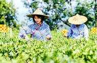 六堡茶自治区级重点实验室在梧州设立