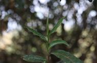 春茶、夏茶、秋茶：一篇全面解析其独特之处