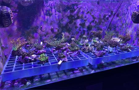 科学家首次为水族馆培育的珊瑚创建