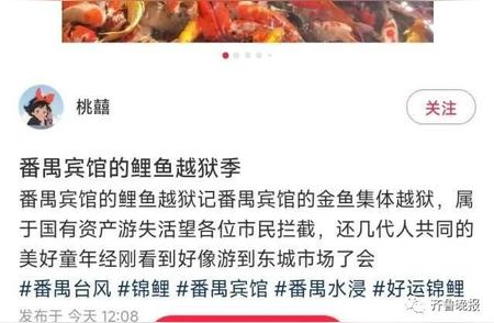 2万元一条的锦鲤在暴雨中逃脱？最新动态