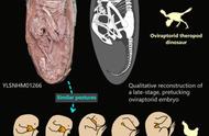 全球独一无二：中国发掘出最完整的恐龙胚胎化石
