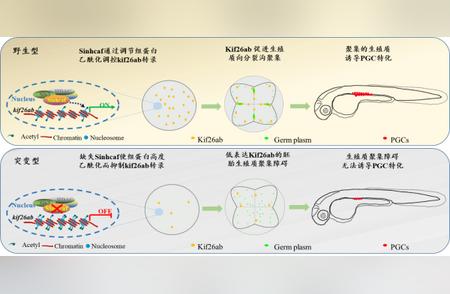 斑马鱼原始生殖细胞特化新机制的科研突破