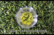 白茶的保健功效与作用一览