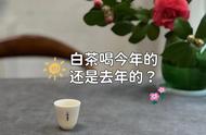 今年还是去年的白茶更好？白毫银针的鲜爽味道是否必须在当年饮用完？