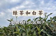 绿茶与白茶：三个关键区别解析