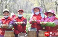 「影片」春分时节，南京钟山雨花茶开始采摘