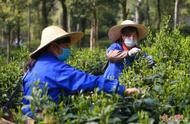 黄山太平猴魁非遗文化节：第五届盛大开幕