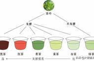 六大茶类发酵程度与特性解析（大臻论茶318）