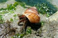 新研究揭示：塑料添加剂可能引发寄居蟹过度活跃