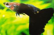 黑尾礼服孔雀鱼：独特的美，令人难以忘怀