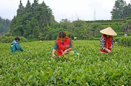 仙居夏茶：品味采收的季节之美