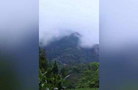 探寻武夷岩茶的岩骨花香之旅