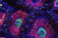 珊瑚：动物还是植物？探索其神秘之处