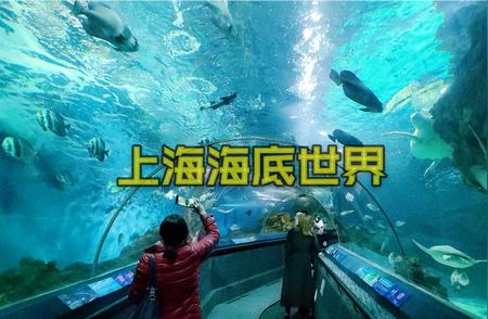 上海海洋水族馆：探秘海底世界的绝佳之地