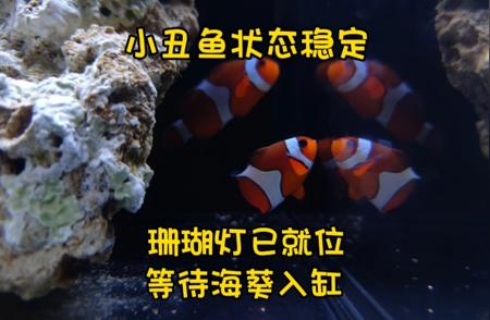 小丑鱼状态稳定，准备迎接海葵入缸